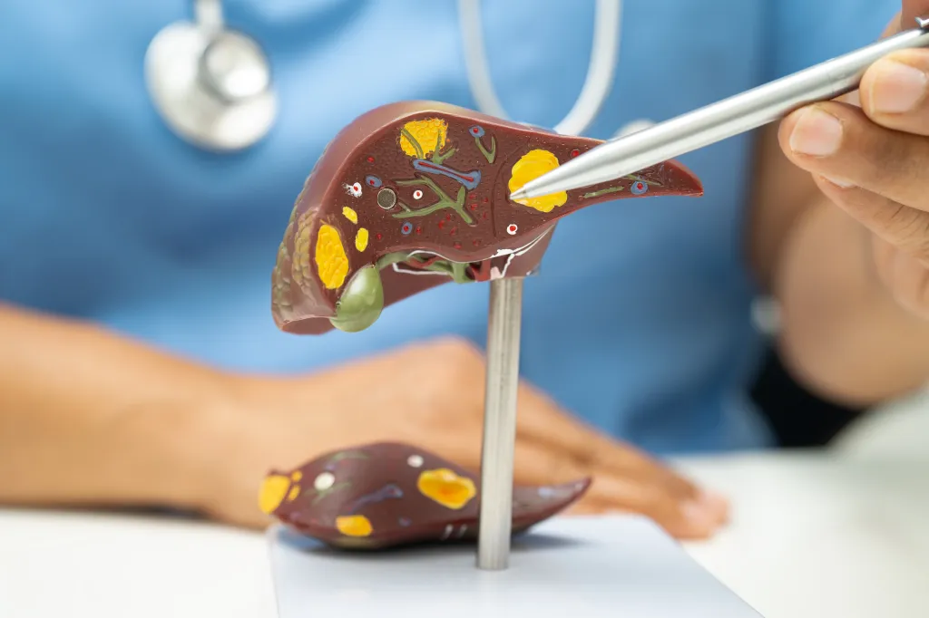 A doctor pointing to a liver anatomy model with a pen.