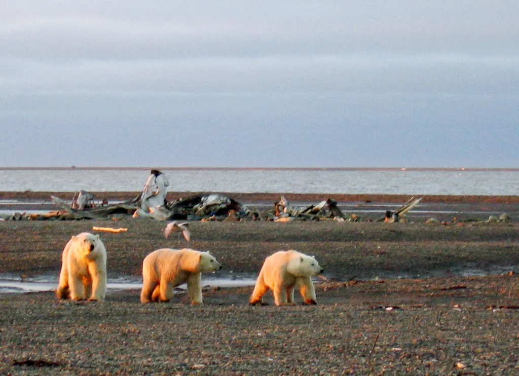 Three polar bears on the Beaufort Sea coast within the Arctic National Wildlife Refuge.