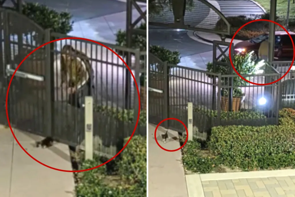 Collage of a person reaching through a gate to pick up a dark animal, and a white and black cat next to a gate, and a red car.