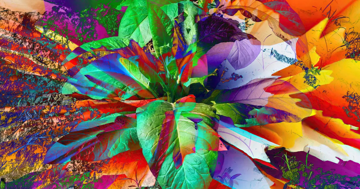 Scientists Gene Hacked a Plant So It Grows Five Types of Psychoactive Drugs at Once