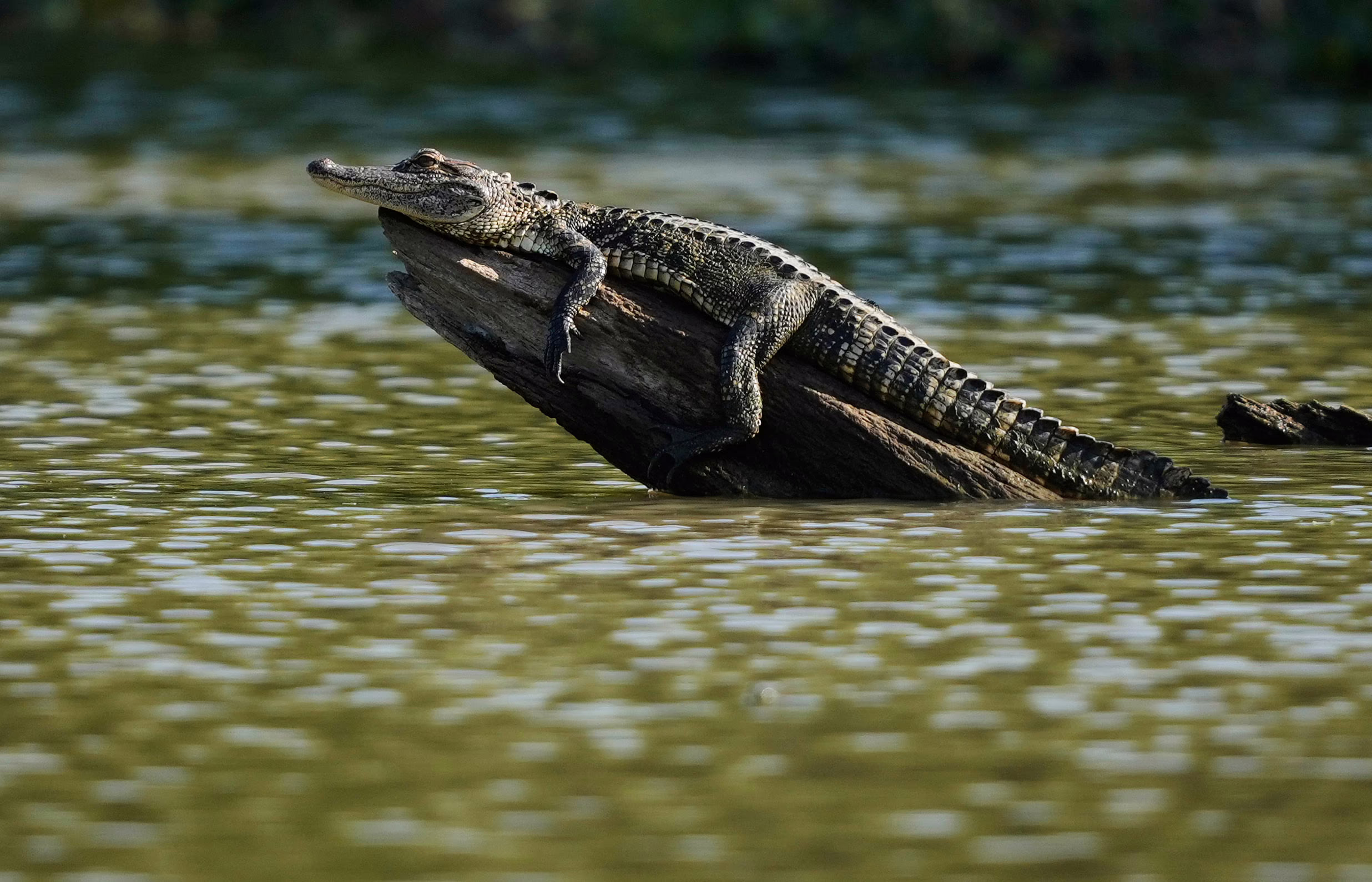 An alligator rests on a log in a pond.