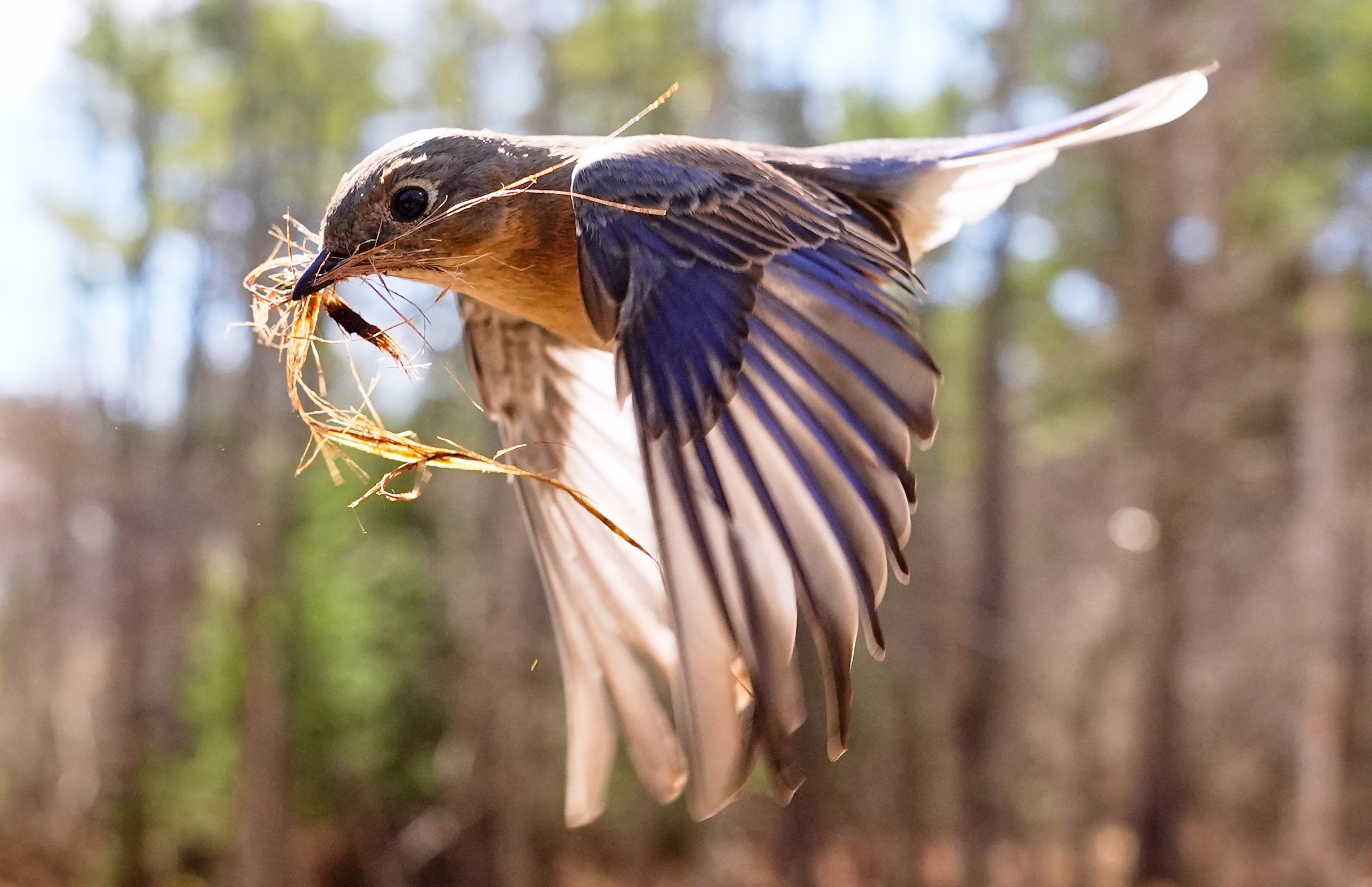 A female eastern bluebird flies by, bringing grass and pine needles to her nest.