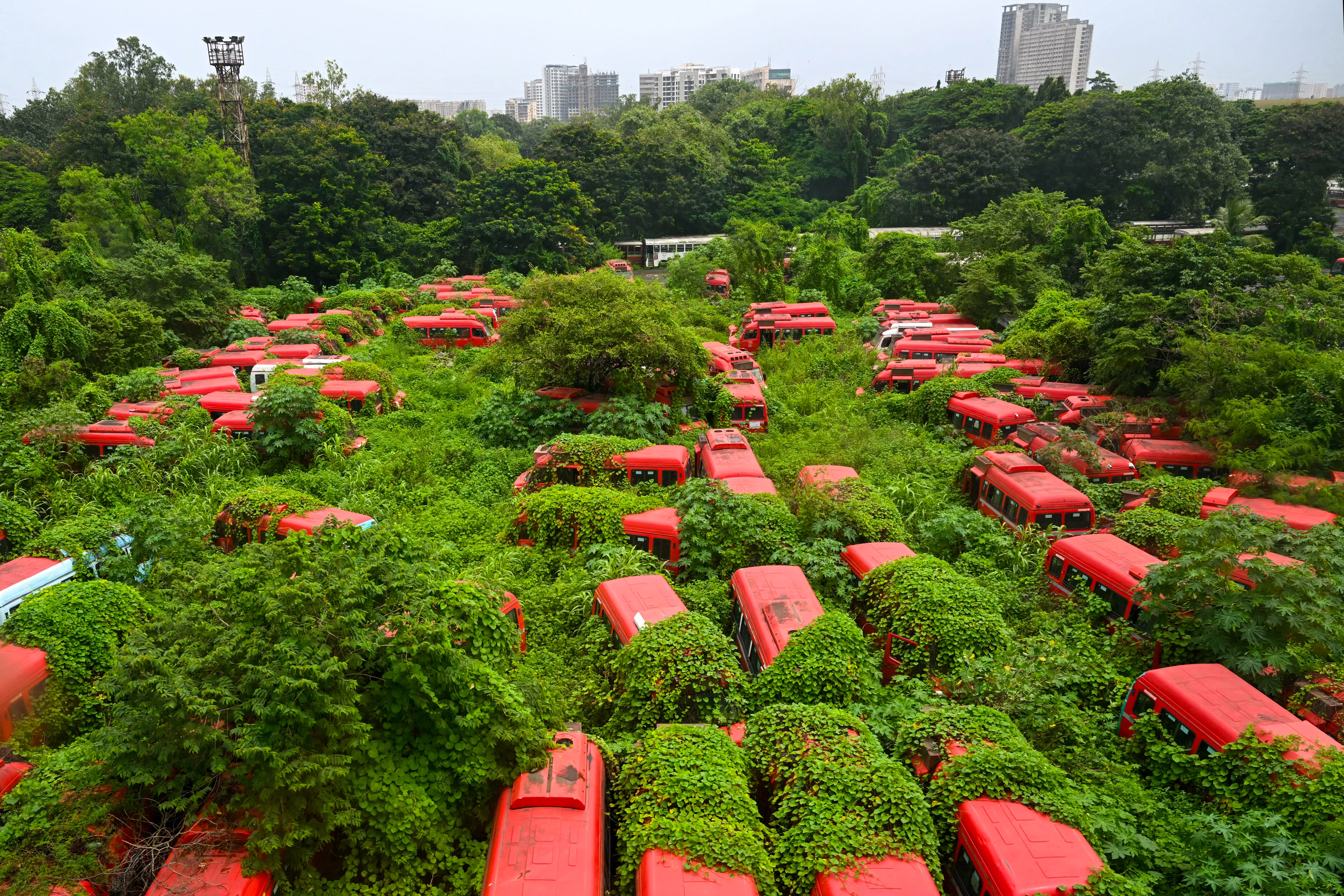 An overgrown lot filled with abandoned red buses.