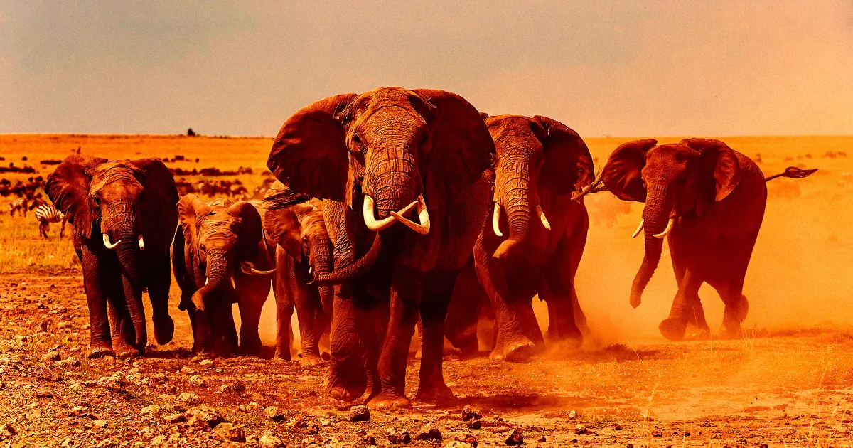 Millionaire Big Game Hunter Trampled to Death by Elephants