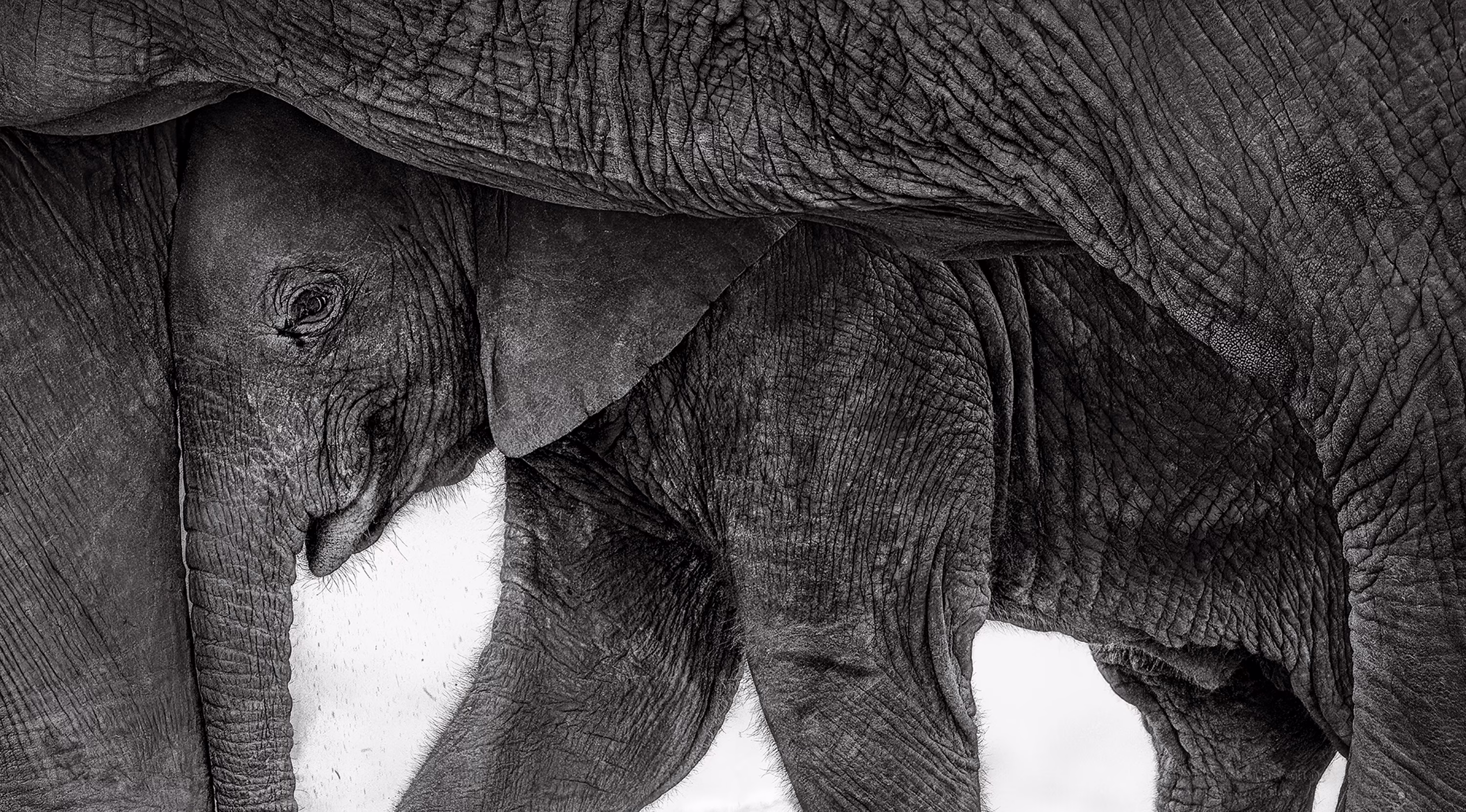 An elephant calf seeks shelter from the sun beneath its mother.