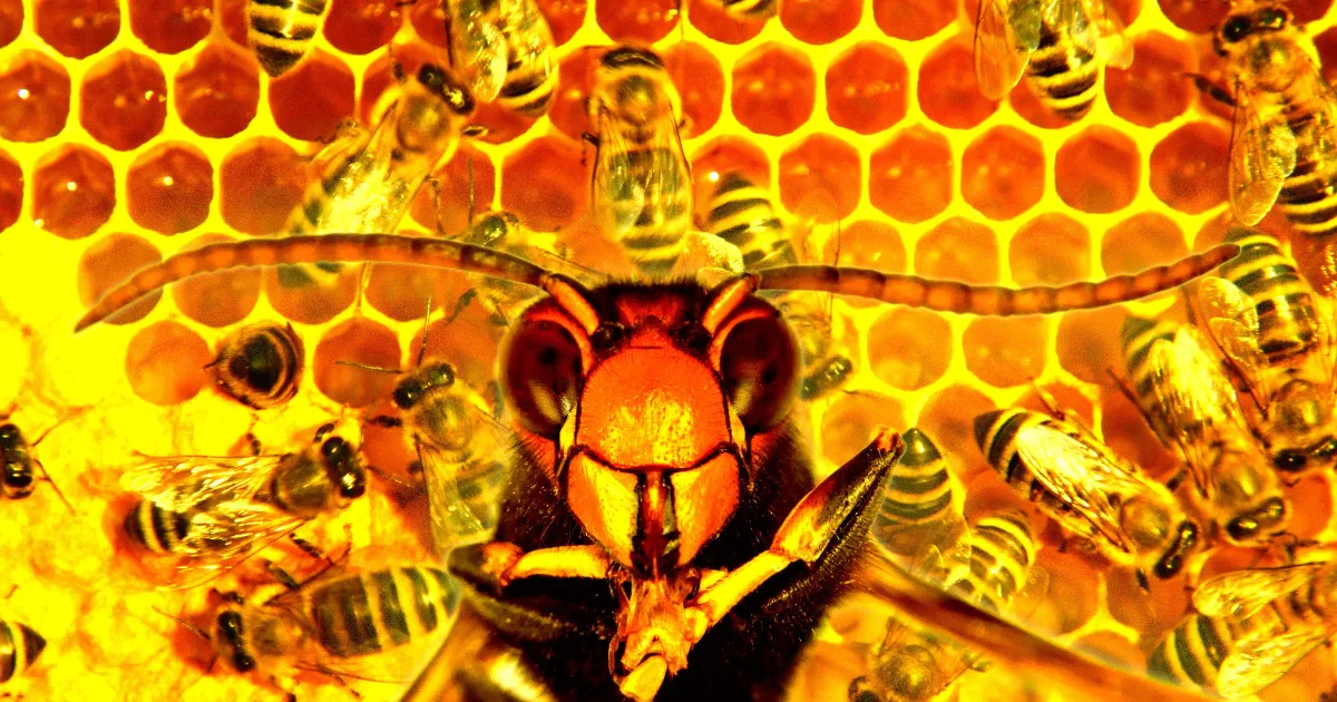 Woman Convicted for Attacking Police With Swarm of Furious Bees