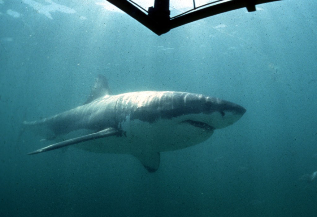 Great White Shark swimming past a diving cage in Gansbaai, South Africa.