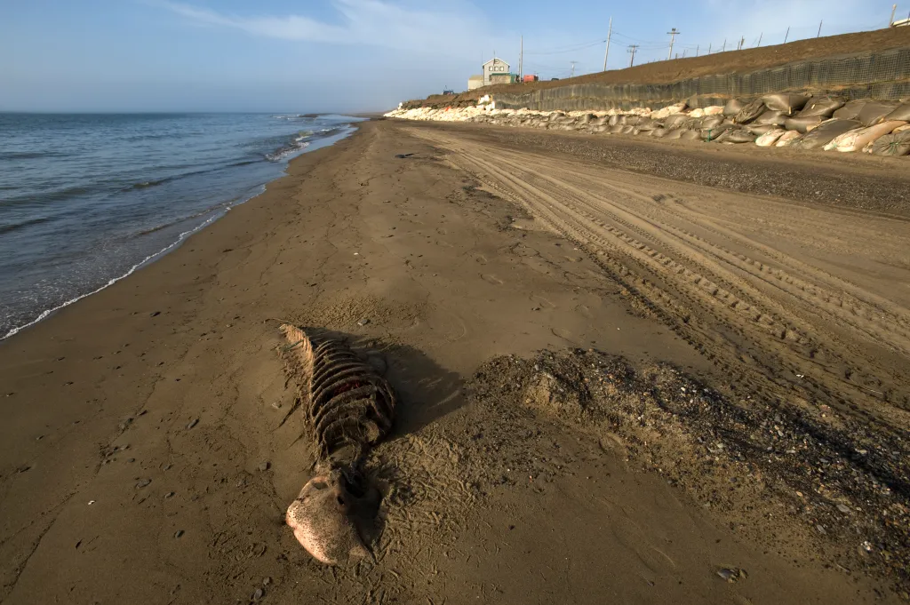 Walrus remains on a sandy beach with sandbags lining the shoreline.