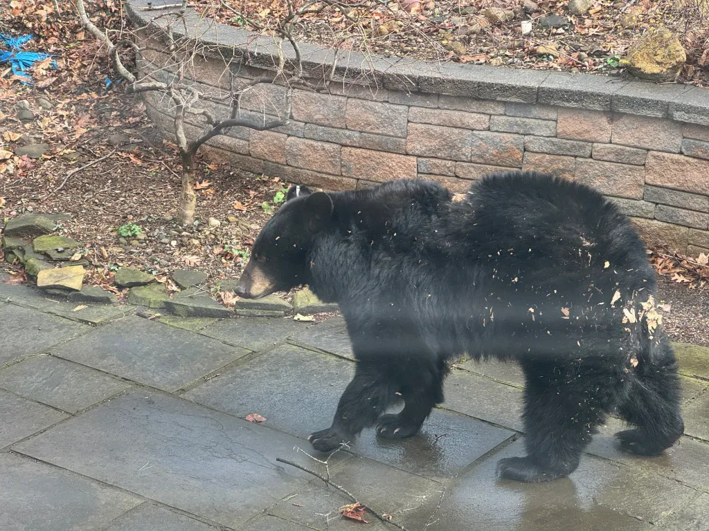 A black bear walking on a patio next to a stone wall.