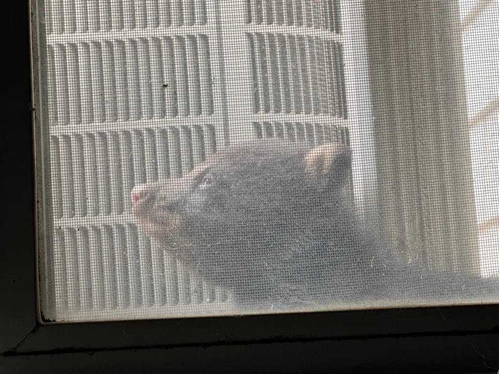 A black bear cub peeking through a window screen.