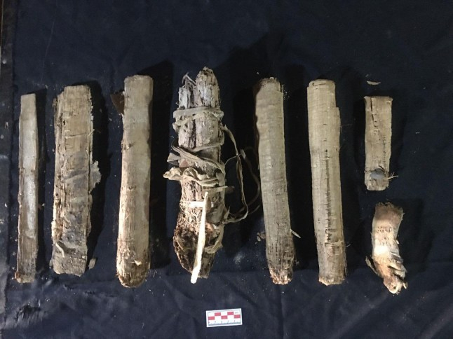 Eight ancient Egyptian papyrus scrolls displayed on a dark cloth.