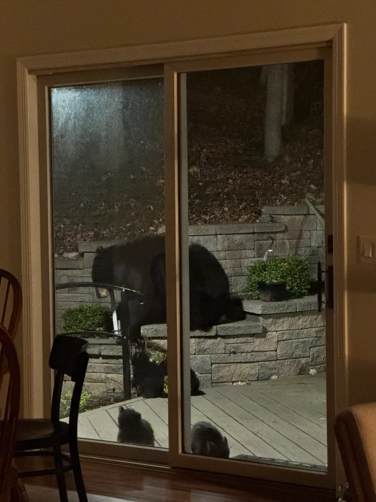 A group of bears and bear cubs outside on a patio at night.
