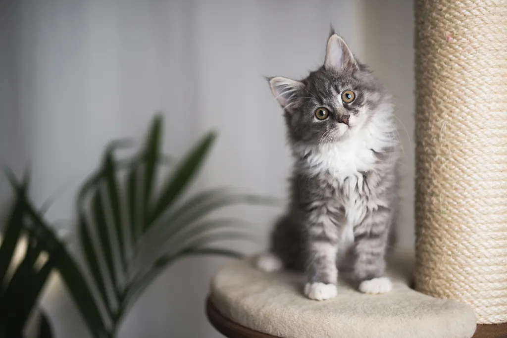 Maine Coon kitten sitting on a scratching post.