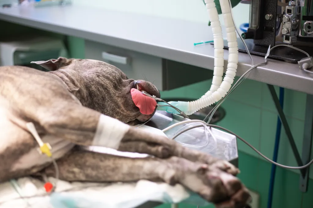 A brindle dog lying on an operating table under anesthesia, with an endotracheal tube in its mouth, and an IV catheter in its leg.