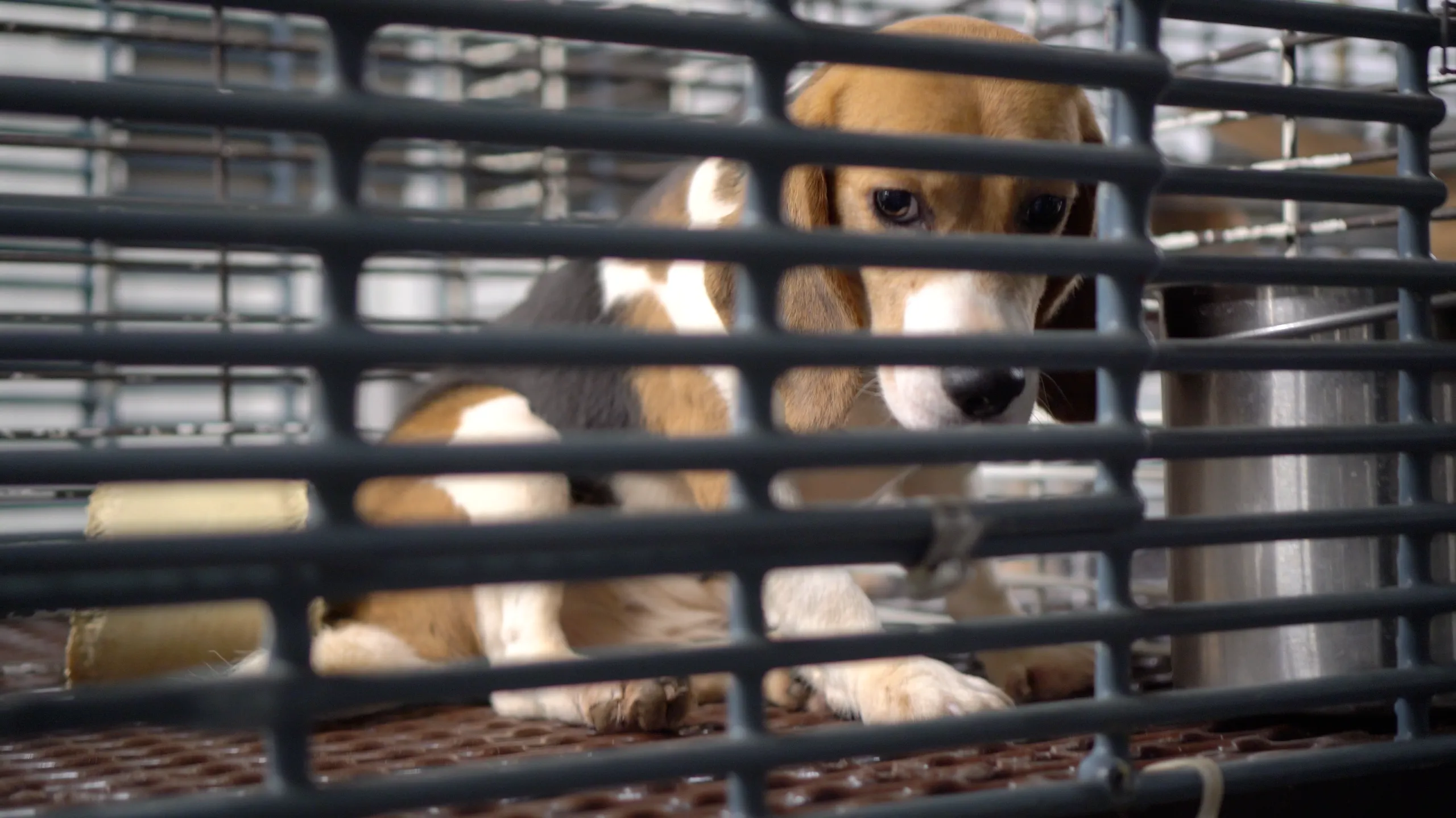 A beagle sits behind thick cage bars in a metal enclosure, next to a stainless-steel bowl.

