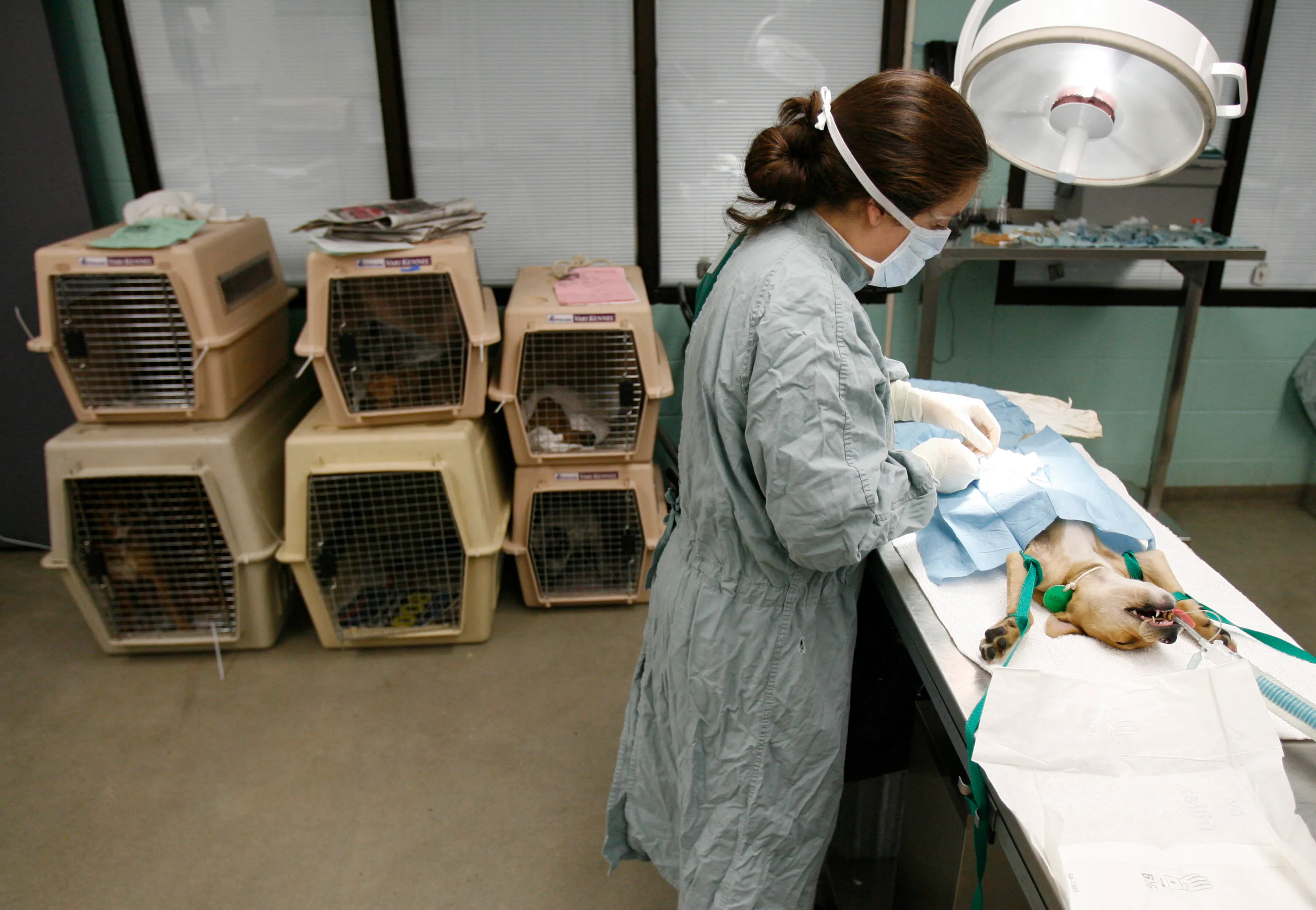 A veterinarian is operating a spay/neuter surgery on a dog on a table. Behind her there are six small kennels with other dogs awaiting surgery.