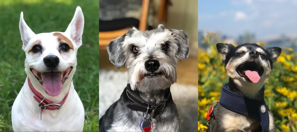 Collage of three dogs: a white dog with brown patches smiling at the camera, a gray and white schnauzer, and a small black and tan dog with its eyes closed, mouth open and tongue out.