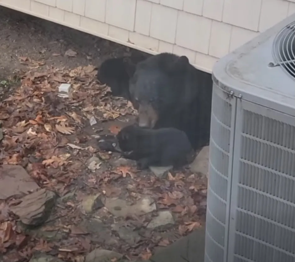 Black bear and cub next to a house's air conditioning unit.