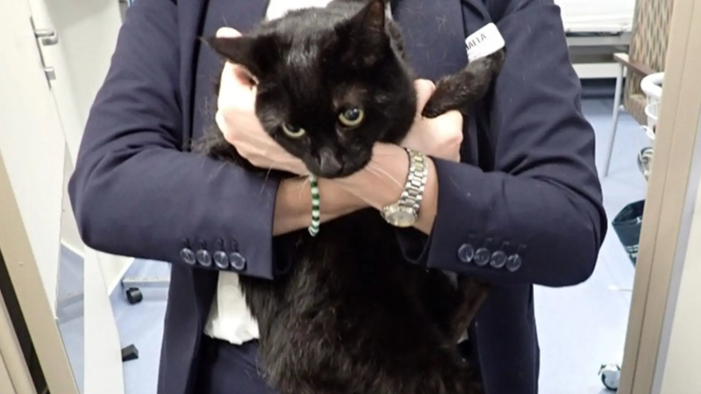 A person in a suit holding a black cat with a tag labeled "BAFFIE".