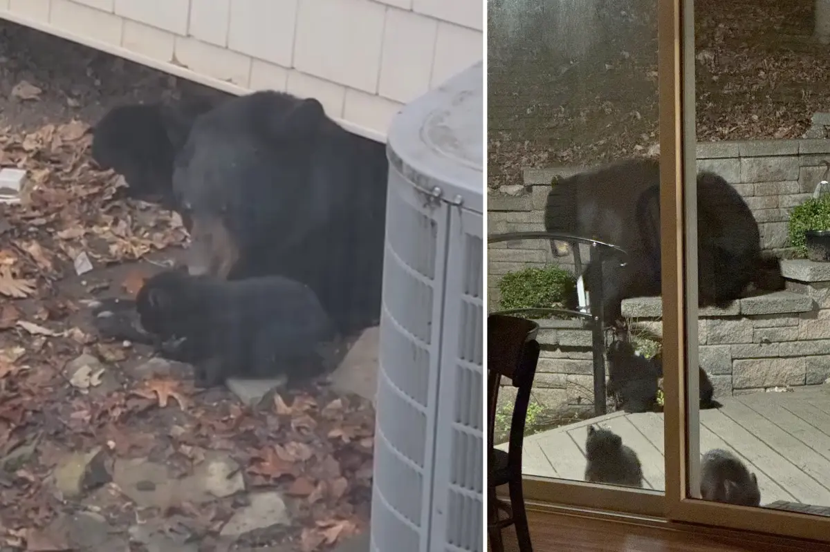 Mama bear, 4 cubs settle underneath NJ family’s porch — and show no signs of leaving