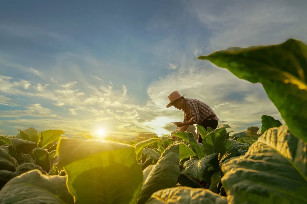 ‘It’s a warning light’: Farmers panic as Trump’s war threatens America’s food supply