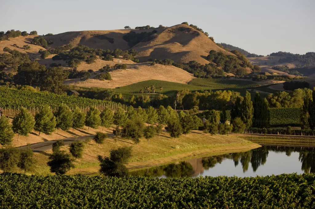 Chardonnay vineyards and an irrigation pond in Napa Valley.