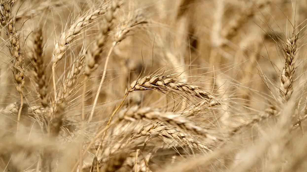 The global food system is on the brink of collapse