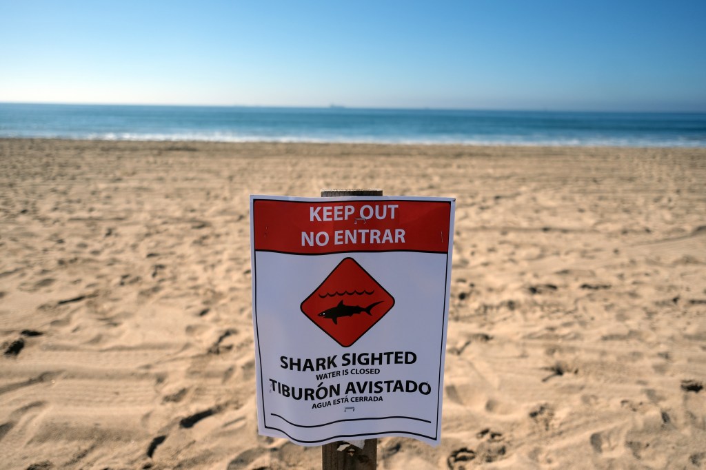 A "Shark Sighted, Water Is Closed" sign on a beach.