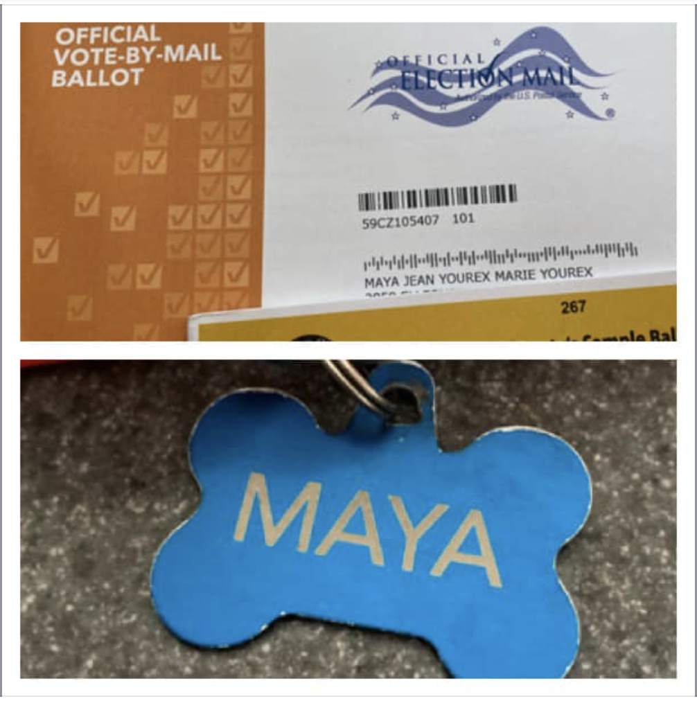 Collage of a vote-by-mail ballot and an envelope addressed to Maya Jean Yourex Marie Yourex, and a dog tag engraved with the name "MAYA".