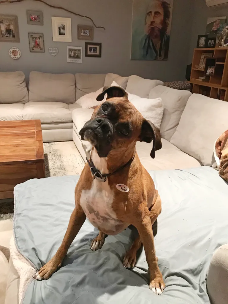 Brown boxer dog with an "I Voted" sticker on its chest.
