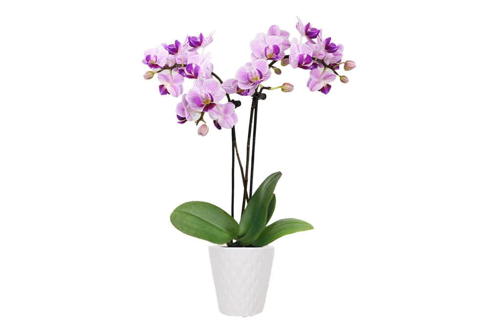 A purple orchid flower in a white pot