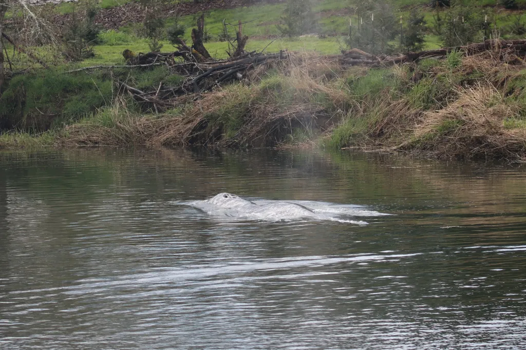 The whale was discovered Saturday near Raymond, Washington, in the Willapa River, which feeds into the ocean at Willapa Bay. 