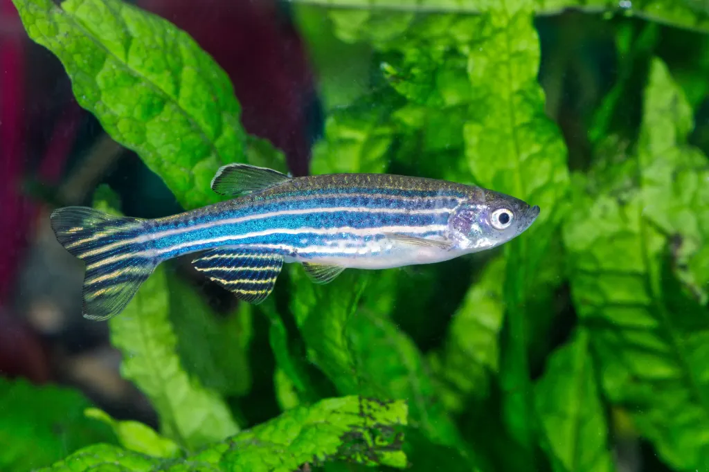 Zebrafish (Danio rerio) in a planted aquarium.