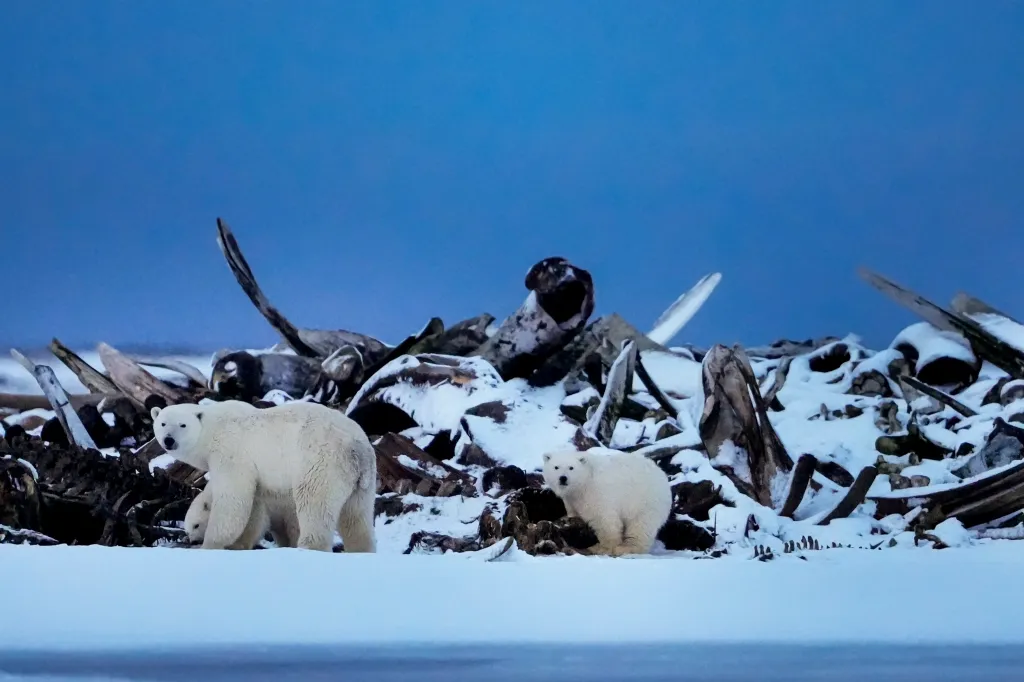 A polar bear and its cub search for food scraps among bowhead whale bones on a snowy landscape.