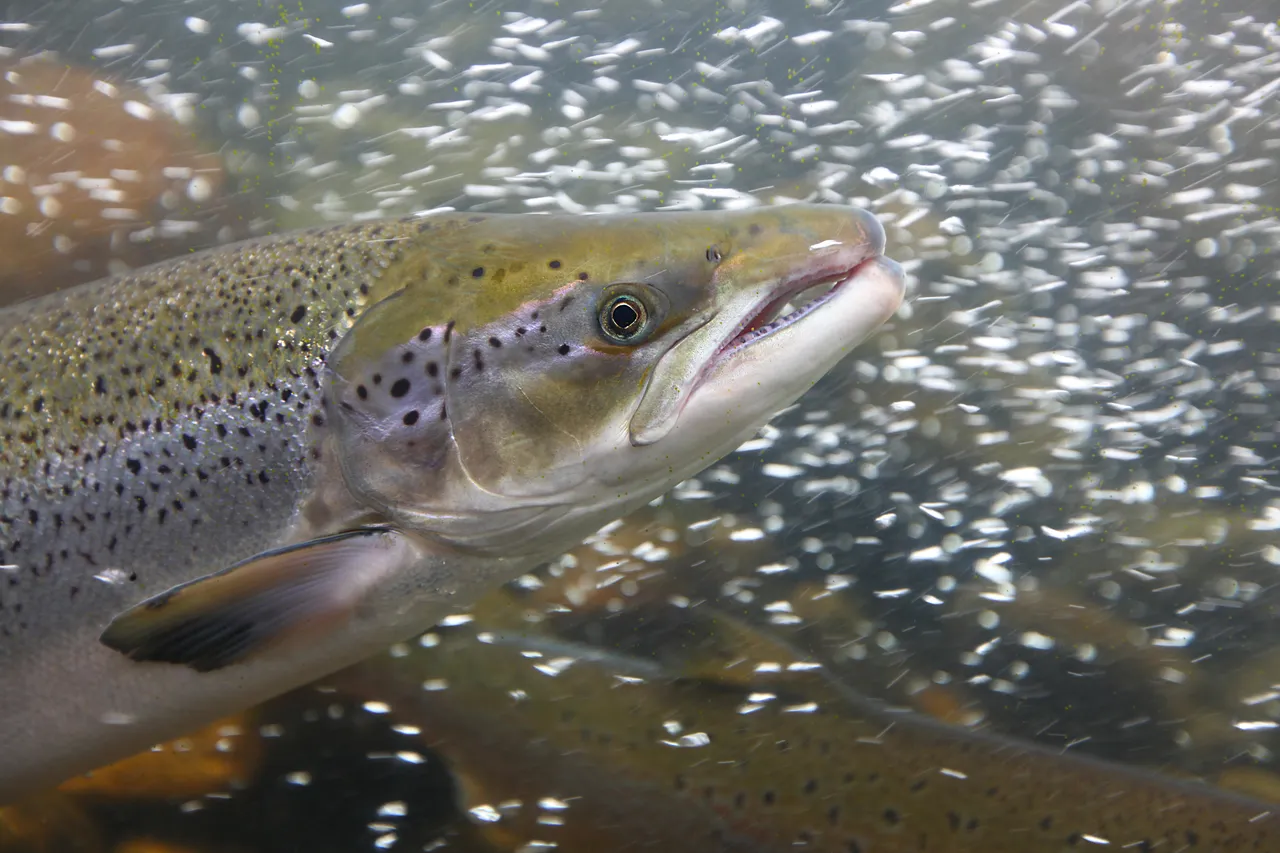 Cocaine-Fueled Wild Salmon Swam Twice as Far as Sober Ones