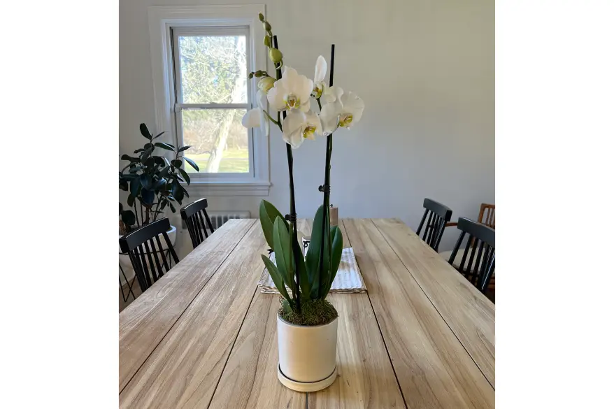 A white orchid from The Sill, reviewed by Barret Wertz.