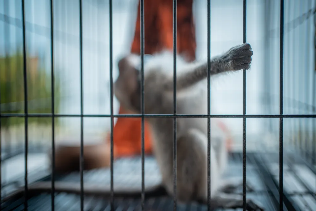 Fourez was a member of several online chat groups and private payment groups dedicated to making, distributing and discussing "animal crush videos" and others of the same violent nature.