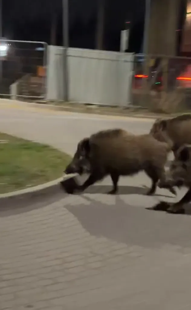 Boars running.