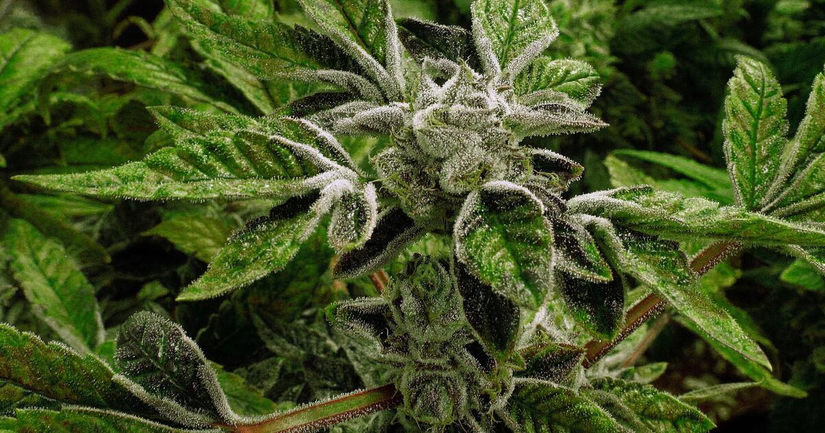 Trump reclassifies state-licensed medical marijuana as a less-dangerous drug in a historic shift