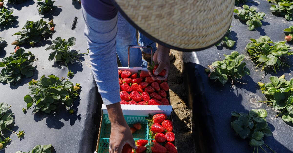 ICE raids and migrant pay cuts are devastating California economies