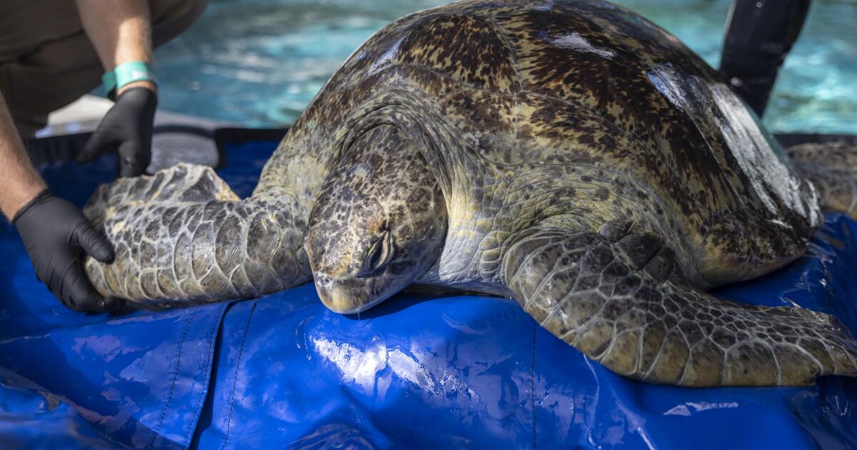 A sea turtle named Meatloaf is fighting to keep her flipper. Here’s how you can cheer her on