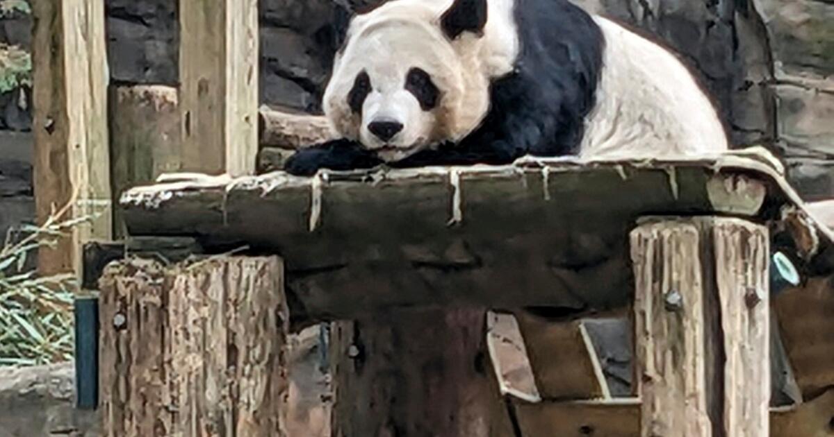 China will send giant pandas to Atlanta again