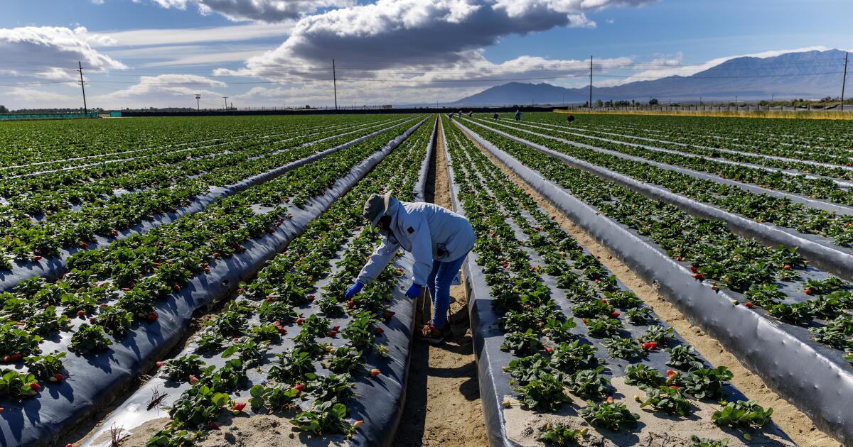 On California farms, workers say threats to deport them are on the rise