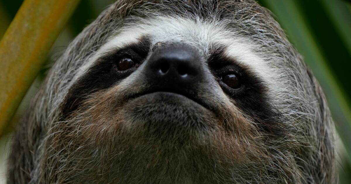 Sickness, cold killed about 30 sloths at a Florida import warehouse in recent years