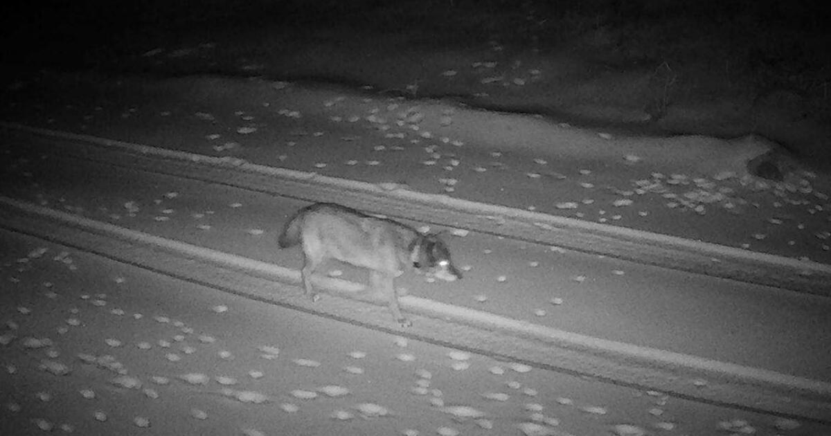 L.A.’s history-making wolf lands in Eastern Sierra. Miles pile up as she seeks forever home