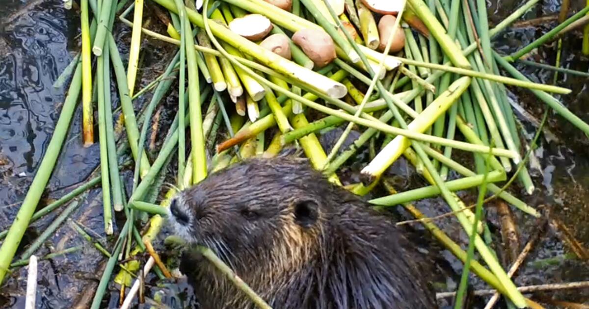 Invasive rodent plaguing California may have been deliberately released. Here’s the theory