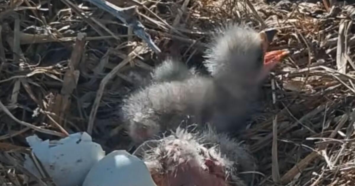 The eaglets have landed for Big Bear couple Jackie and Shadow