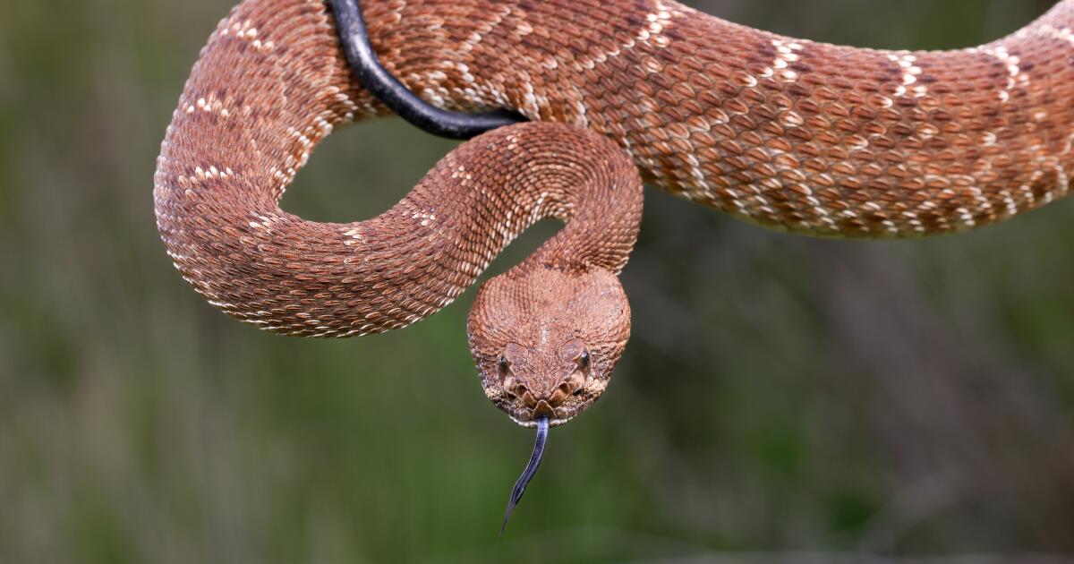 Woman bitten three times by snake is third Californian to die from snake bite this year