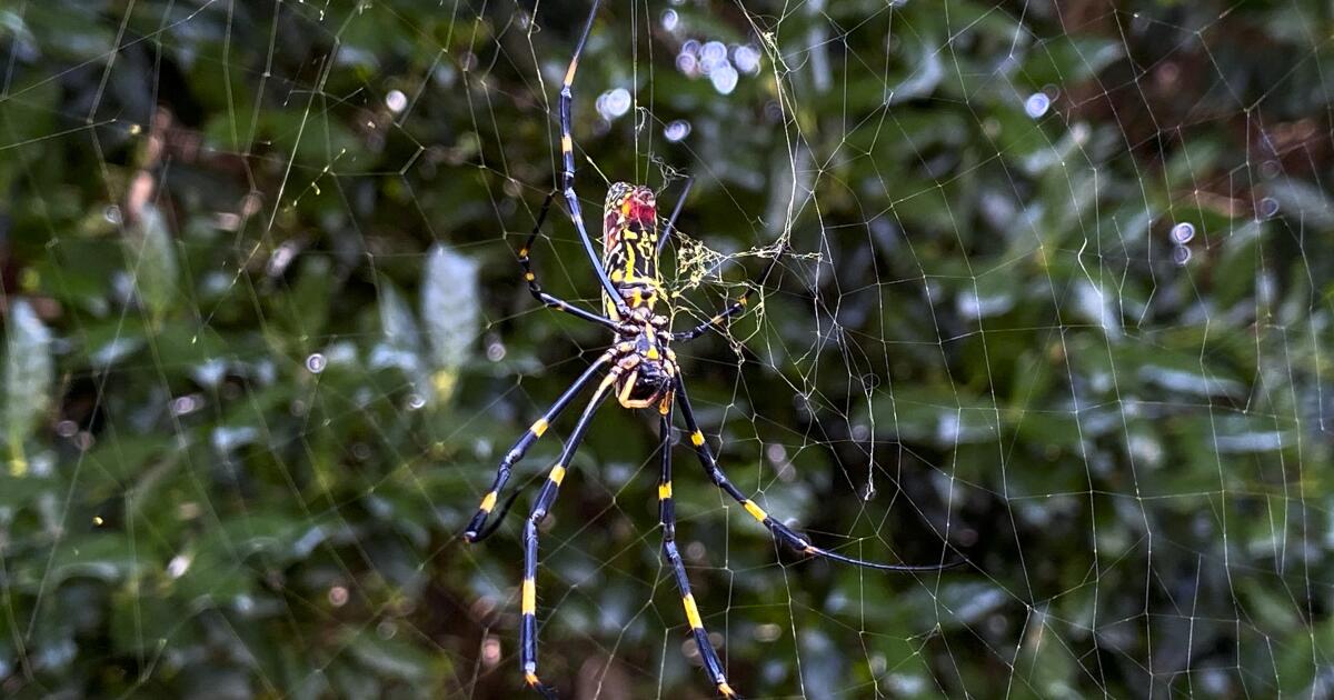 Large spiders the size of your palm are popping up across the U.S. Here’s why you shouldn’t be afraid
