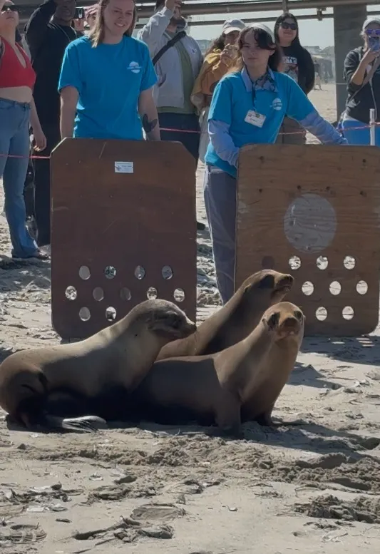 Three rescued sea lion pups on a beach, with handlers in blue shirts behind wooden barriers.